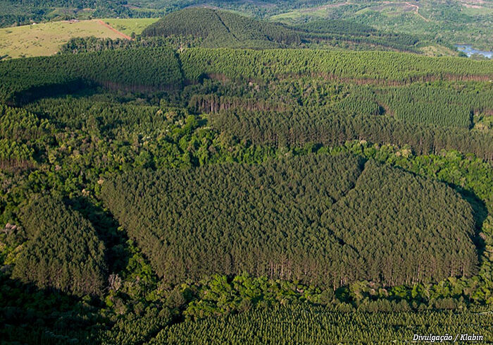 arvores-plantadas arvores-plantadas
