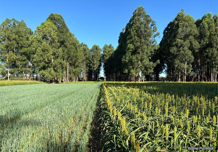 arvores-producao-agro