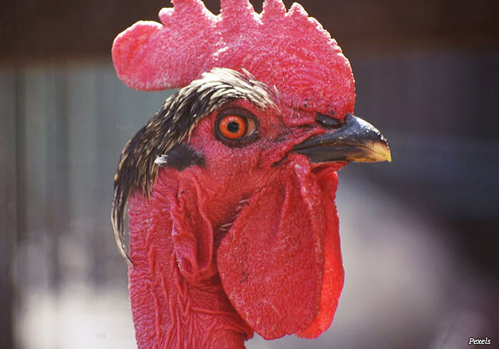 cabeca-de-galo