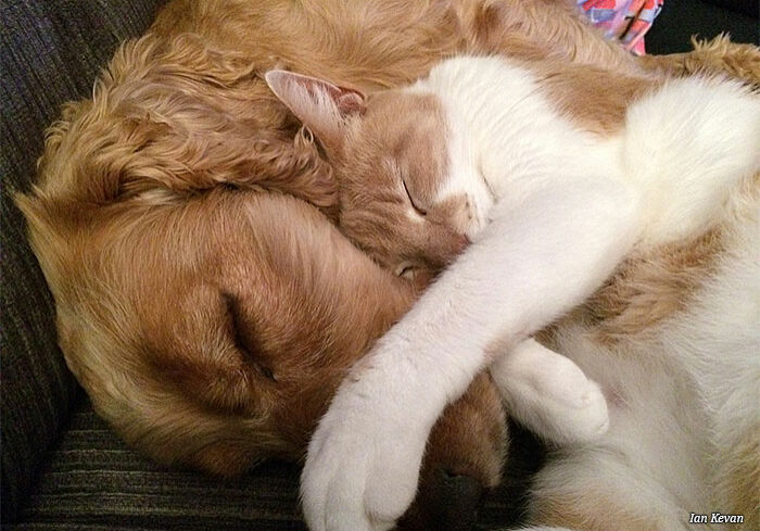 cao-e-gato cao-e-gato