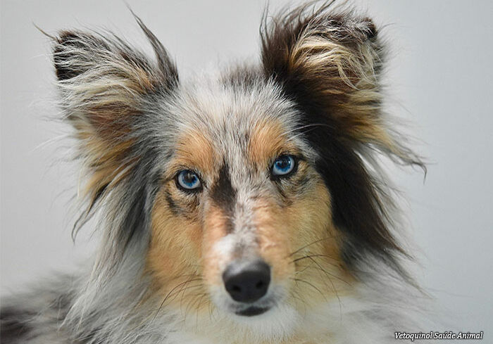 cao-olho-azul cao-olho-azul
