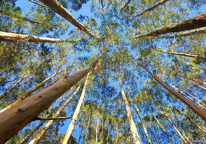 floresta-eucaliptos floresta-eucaliptos