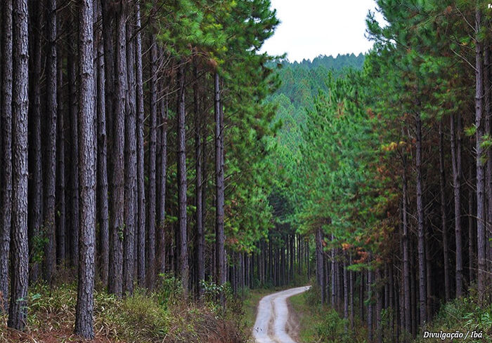 floresta-iba floresta-iba