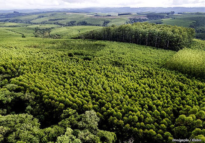 floresta-klabin-