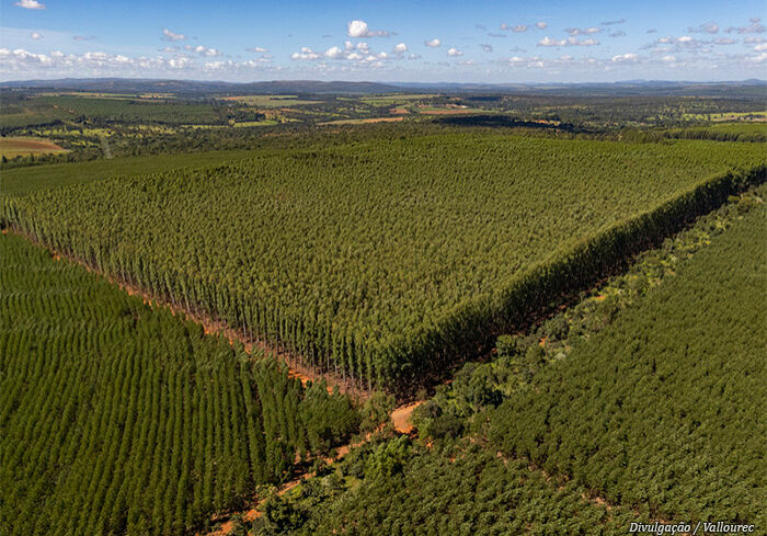 floresta-vallourec