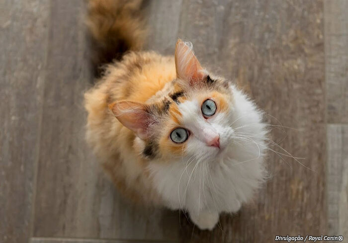 gato-royal-canin3