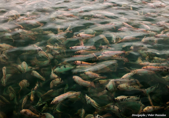peixes-fider