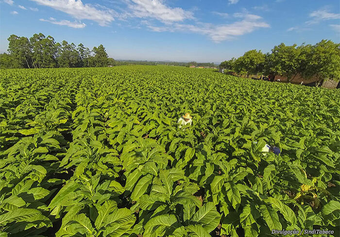 plantacao-tabaco